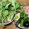 パン教室や料理塾では旬の野菜をたっぷり使います！「身体のお悩み解決します！　VOL.2」