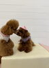ねねちゃん。よろしくね♡「ましゅまろ幼稚園🐾　みんなで何ぴきいるでしょう？😆　答えはパートⅡで」