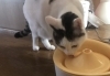 交換仕立ての新しいお水は やっぱり美味しい!「シッター頼んで 保護猫支援!?」