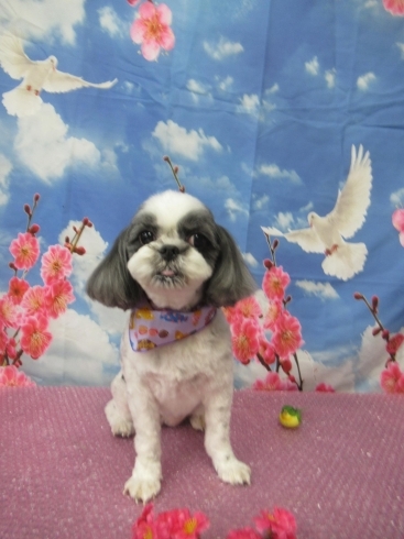 梅の花が綺麗♪白鳩と青空で爽やかなパンダちゃん♪「葛西・西葛西・一之江・浦安・新浦安・高洲・南行徳・行徳・妙典・無料送迎♪」