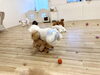 ぱんちゃんＧroに体あたり中　🤣「ましゅまろ幼稚園🐾パート２」