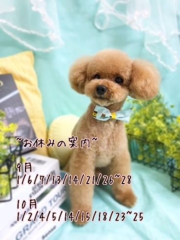 「トリミング予約状況★新潟市犬の保育園♪犬のトリミングHappyTail」