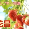 千歳市【花昌】※今シーズンは終了致しました。