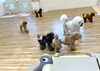 わちゃわちゃ😃「ましゅまろ幼稚園🐾」