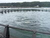 養殖の様子を間近で感じる体験「マグロ養殖体験に挑戦！海の仕事から広がる学び」