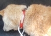 「迷い犬を保護しています【新居浜市役所環境保全課】」