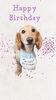 「Dog salon mofu mofu　余市町」