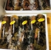 「魚魚市場鮮魚コーナーおすすめは「なまこ・うちわエビ・生かき」です♪」