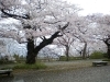 呉羽丘陵 呉羽山公園 桜名所をご紹介 さくら特集 まいぷれ 富山