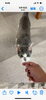 だいふく君「9月はシッター多め【⠀札幌 北区 catbeard キャットビヤード】」