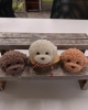 トイプードルキャンドル「オリジナルキャンドルのご紹介♪」