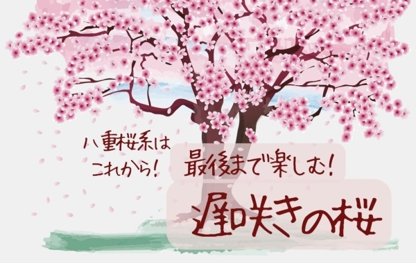 遅咲きの桜（八重桜）を楽しむ！