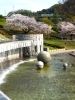 滝と桜