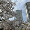 錦糸公園ーにぎやかな雰囲気で楽しむお花見