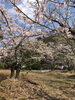 「西条市加茂川の桜」
