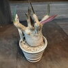 グラキリス「年に１度の塊根セール！　パキポディウム　グラキリス　イノピナツム　マカイエンセ　ブレビカウレ　激安価格で販売中！　植物好きが1つは欲しい塊根！1万5千円〜3万5千円の間で販売しています。八王子　植物」