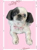 「Dog salon mofu mofu　余市町」