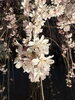 「高尾でいちばん早く咲く桜」
