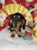 愛情たっぷり子犬販売取扱中「ダックス＆プードル新春セール開催中です♪」