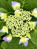 紫陽花「本日の境内の様子です」