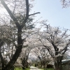 【矢巾町】煙山ひまわりパーク