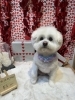 ポメラニアン　カット「🐶Aコッカー、ポメラニアンのトリミングのお友達❤️」