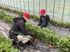 「いちご園での作業の様子🍓」
