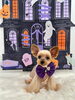 ころんちゃん「Happy Halloween 2026🎃」