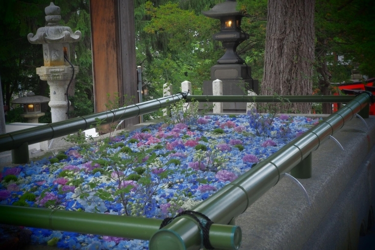 さてさて明日もメンテナンスがんばるぞ！！「六月の花手水がはじまりました。」