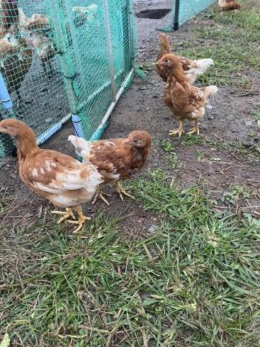 あずさ脱走事件もありました「謹賀新年【静岡県で青空飼育の養鶏場は悠GROUP 悠々ファームへ】」