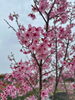 のびのびパーク天啓「のびのびパーク天啓⛲️桜開花状況🌸」