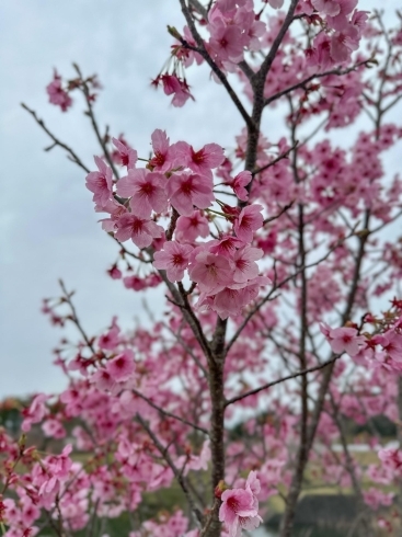のびのびパーク天啓「のびのびパーク天啓⛲️桜開花状況🌸」