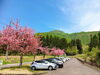「八重桜が満開❗️権現堂の麓にある小黒川河川公園はキャンプも川遊びも楽しめます」
