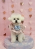 チップくん「ピンクバレンタイン💕」