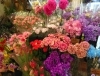 「【はなやHOK皆生店】春の花ギフトは当店で♪」