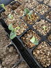 ズッキーニの芽がでました「【フレーベル農園だより🌱】種から育てるズッキーニ 🥒秋の畑仕事が始まります！」