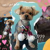 「Dog salon mofu mofu　余市町」