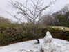 何方かの力作と、ひと足早い春の訪れ「編集室日記:雪の日から明けて」