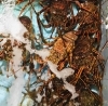 「西海物産館・魚魚鮮魚コーナーおすすめは「クロ入荷しました！」」