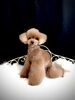 ティアラちゃん「わんことモノトーン　^ - ^」
