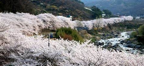 鎮海(ジネ)…韓国の桜の名所「春に使える韓国語／大府市の韓国語教室※東海市・刈谷市・東浦町・緑区・知多市から通っている生徒もいます。」
