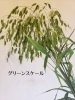 「暑い夏にはグリーンで！」