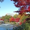 紅葉狩りにいってきた！【高岡古城公園・二上山】