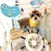 パピー　カット「⭐️ご新規特典⭐️ 🐶パピーのシュナウザー&ミックス、トリミングのお友達⚓️」