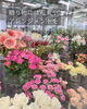 「クリスマスにはお花を！ポインセチアも揃ってます。南魚沼の花屋、フローリストたかの。」