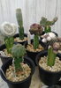 個性的な接木の多肉植物「個性的な多肉植物が入荷！【星形・もけもけ・ぽこぽこ　ユニークな姿の多肉植物】新潟県村上市の園芸店 g+f MOMO」