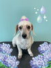 「Dog salon mofu mofu　余市町」