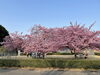 宮リバー度会パーク「宮リバー度会パークの河津桜」