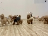 理玖くんはなぜか？毎回こっちに向かって来ます　笑「ましゅまろ幼稚園🐾」