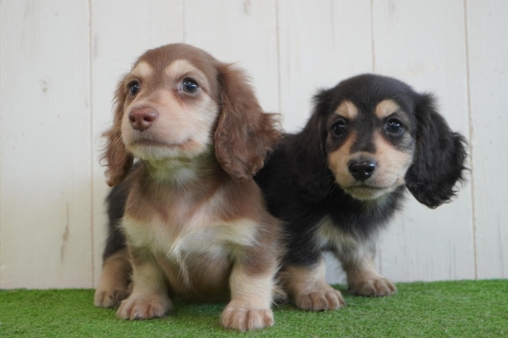 「ミニチュアダックス子犬情報」